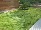 Lush Carex Pensylvanica ornamental grass swaying in garden bed