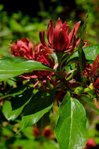 Carolina allspice flower with deep red spiky petals and glossy green leaves