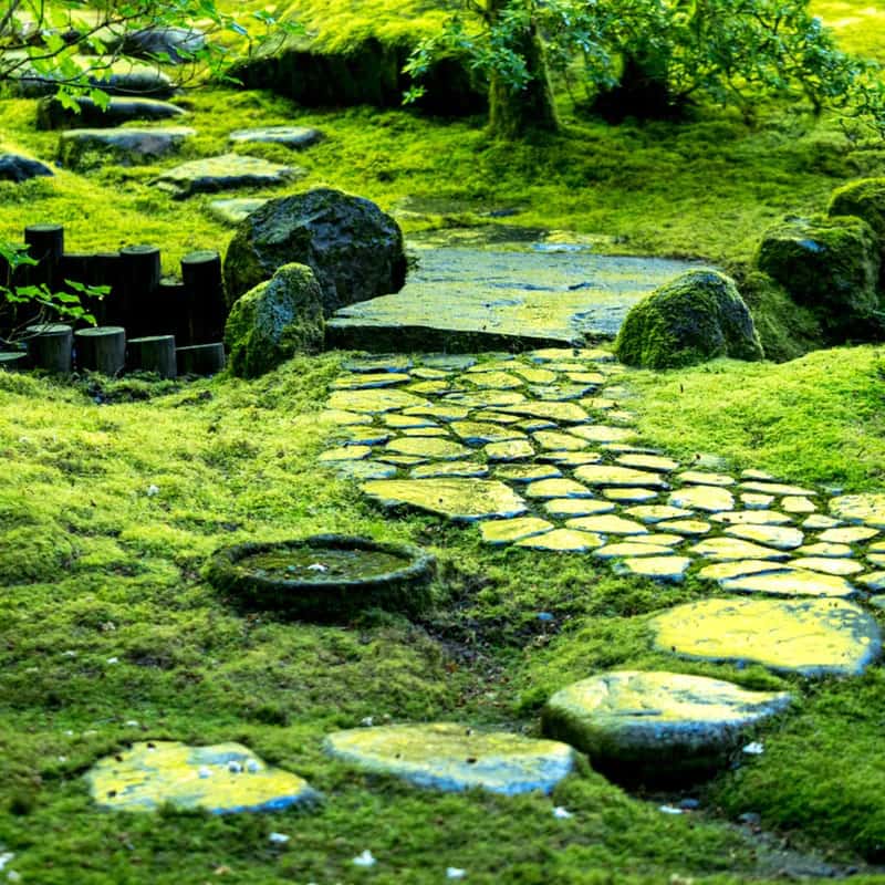 Carpet Moss product image of mossy stone pathway in lush green garden