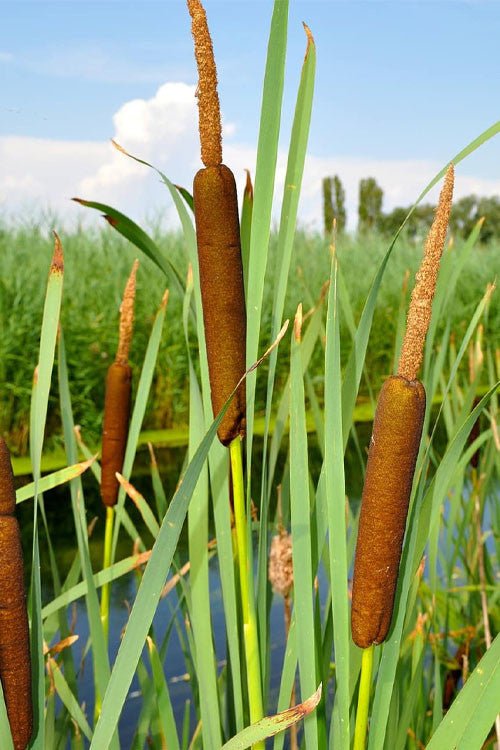 Cattail Plant