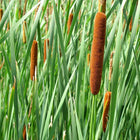 Brown fuzzy cattails with slender green stalks on Cattail Plant