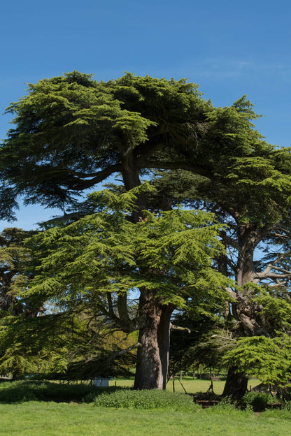 Majestic Cedar Tree with vibrant green foliage and textured trunk against blue sky