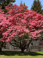 Vibrant pink blooming Red Dogwood Tree with dense full blooms and dark green foliage