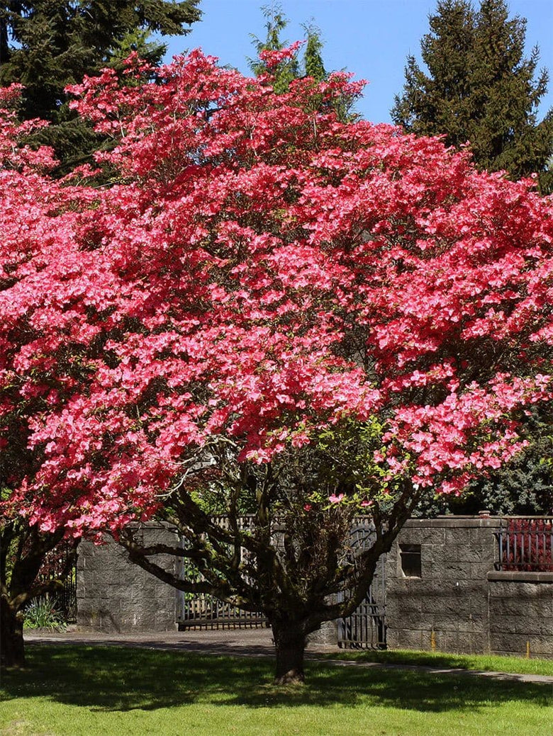 Vibrant pink blooming Red Dogwood Tree with dense full blooms and dark green foliage