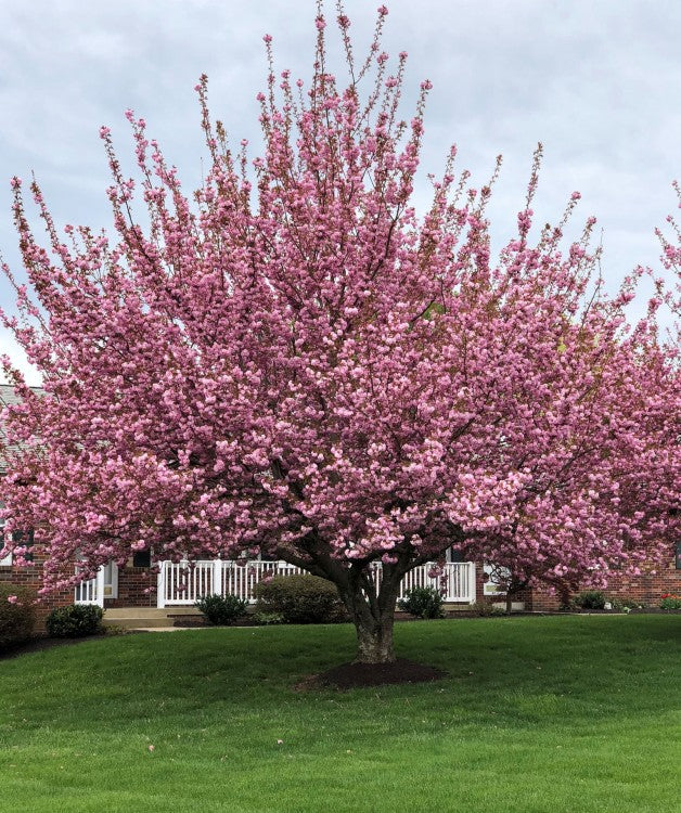 Kwanzan Cherry Tree