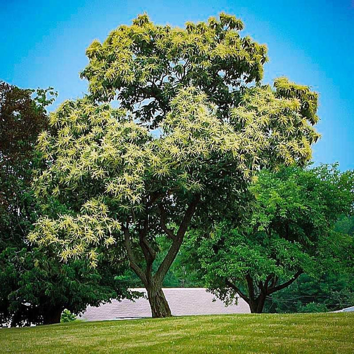 PKQ Chestnut Tree with lush dark green leaves and pale yellow blossoms