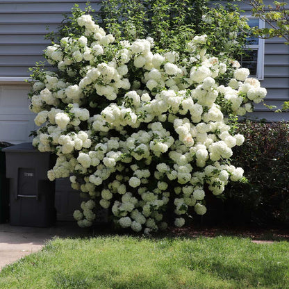 Snowball bush with lush white spherical blooms and green foliage