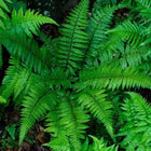 Christmas Fern vibrant green fronds with serrated edges and lush texture