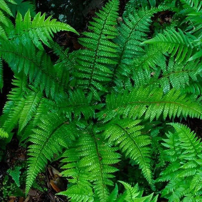 Christmas Fern vibrant green fronds with serrated edges and lush texture