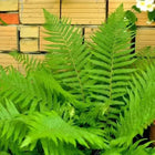 Lush Cinnamon Fern fronds with vibrant green feathery leaves