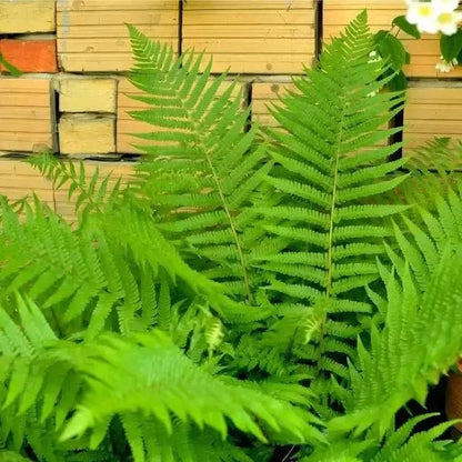 Lush Cinnamon Fern fronds with vibrant green feathery leaves