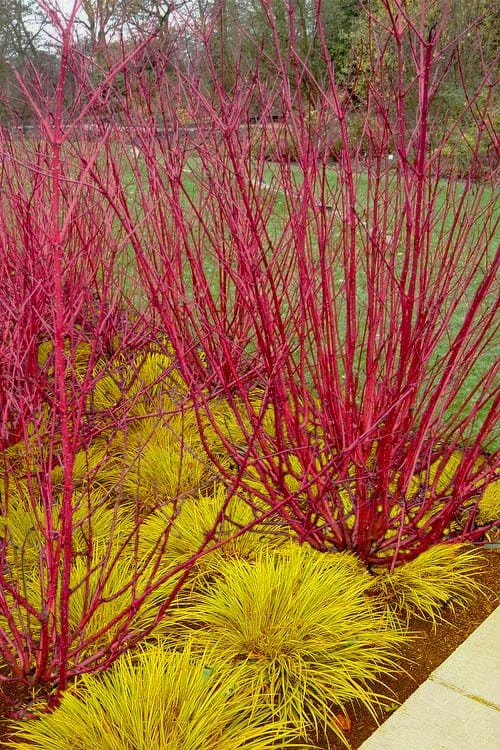Red Twig Dogwood: vibrant crimson-red stems with golden-yellow grasses
