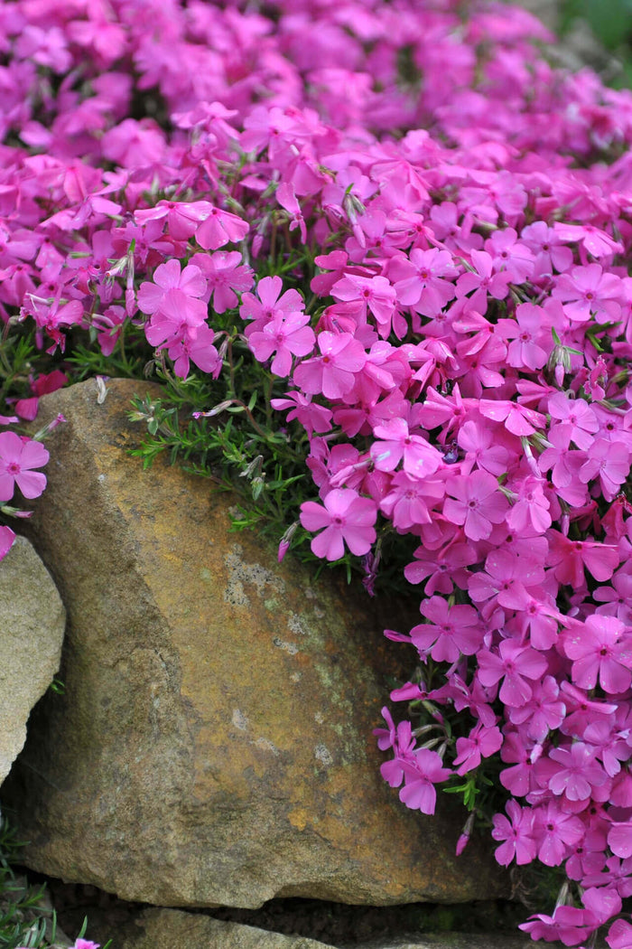 Vibrant pink creeping phlox flowers cascading over weathered mossy stone