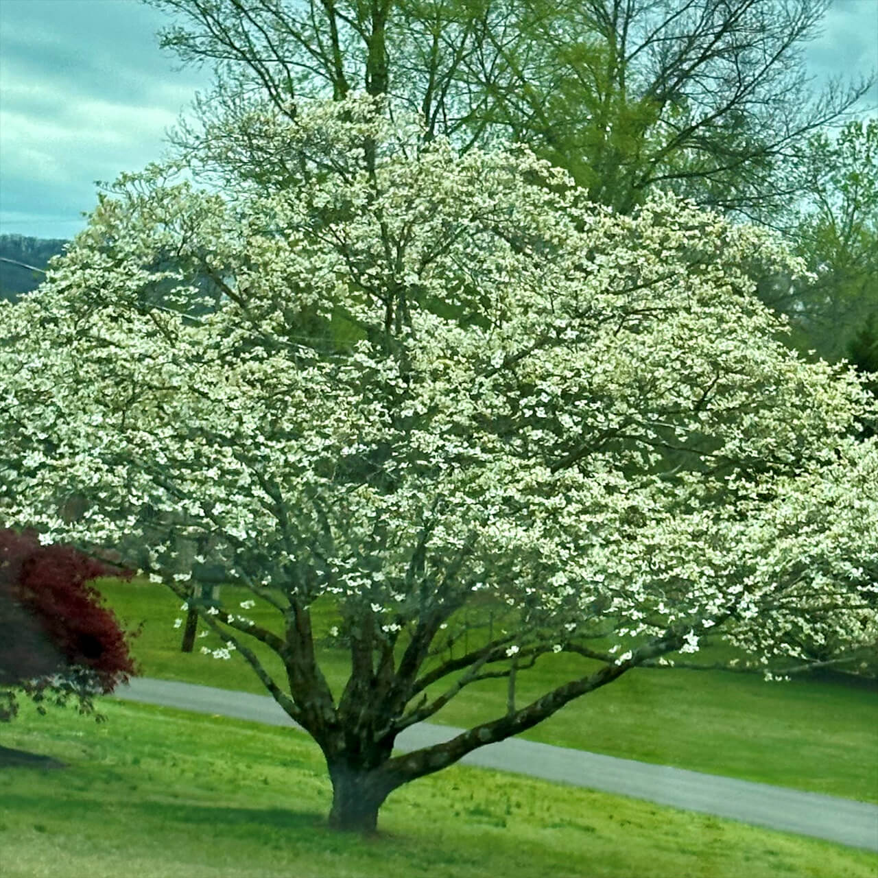 white dogwood tree