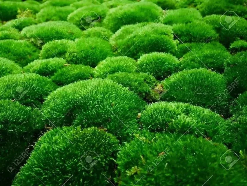 Vibrant green fluffy Cushion Moss balls densely packed together