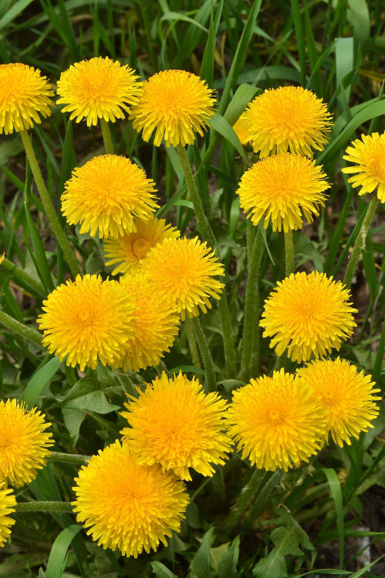 Dandelion Plant