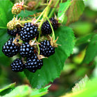 Ripe glossy blackberries on Dewberry Plant vine