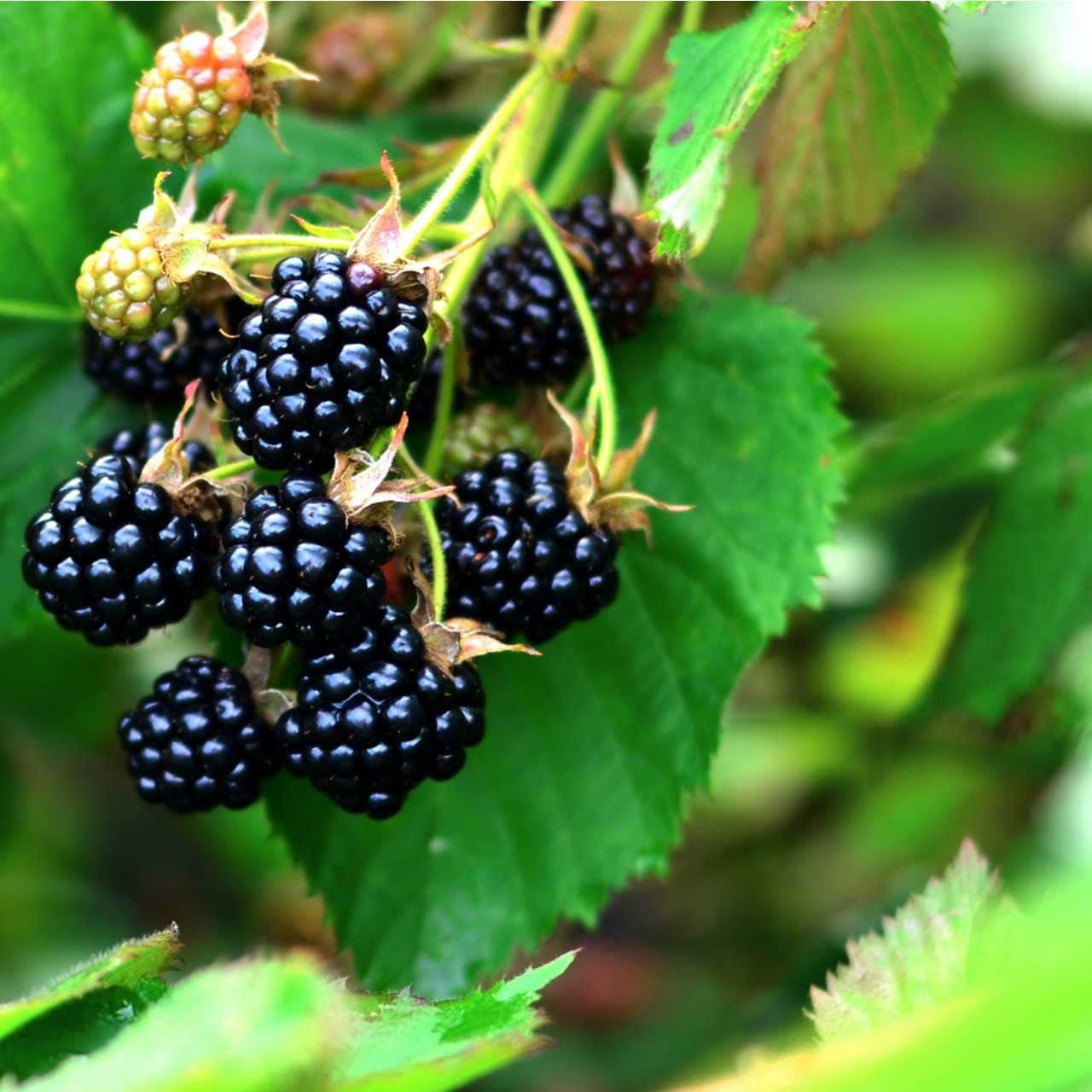 Ripe glossy blackberries on Dewberry Plant vine