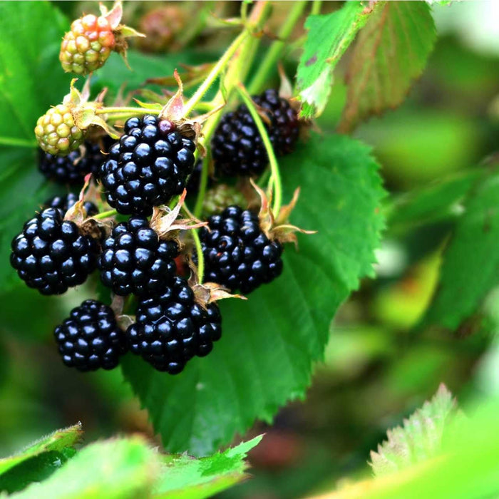 Ripe glossy blackberries on Dewberry Plant vine