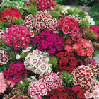 Sweet William Dianthus bouquet with pink, red, white ruffled petals