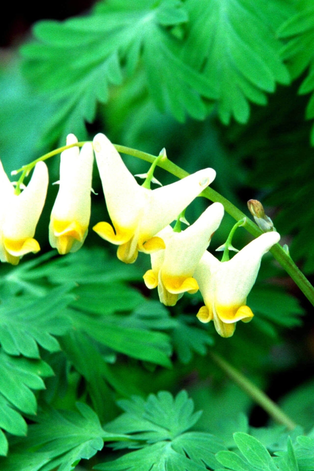 Dutchman’s Breeches pale yellow bleeding heart flowers with ferns