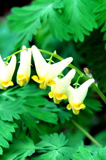Dutchman’s Breeches pale yellow bleeding heart flowers with ferns