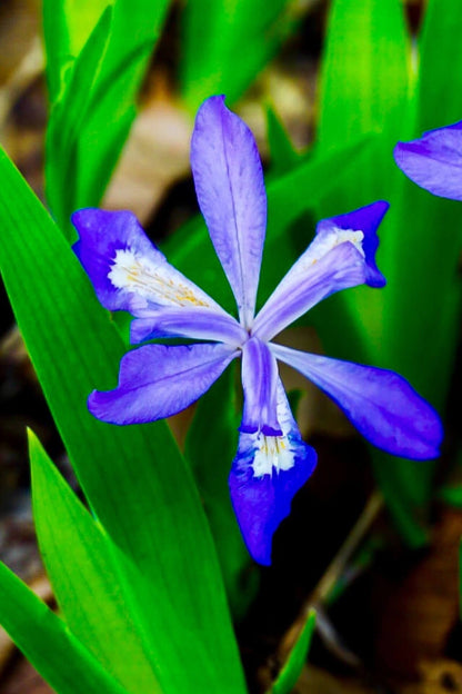 Vibrant Dwarf Crested Iris flower with purple petals, white-yellow center, green leaves