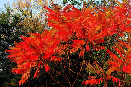 Vibrant red and orange dwarf sumac autumn foliage cluster