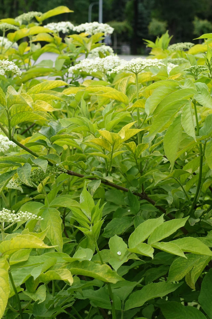 Elderberry bush with lush green leaves and clustered white flowers