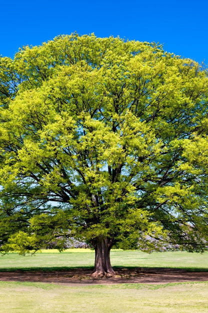 Majestic Elm Tree with lime-green leaves and thick trunk against blue sky