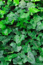 Lush green English Ivy leaves with glossy three-lobed shape
