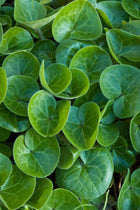 Vibrant green heart-shaped velvety leaves of European Ginger