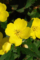 Evening Primrose bright yellow four-petaled flowers with veins on green foliage
