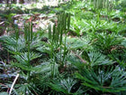 Vibrant green feathery fronds of Fan Clubmoss on forest floor