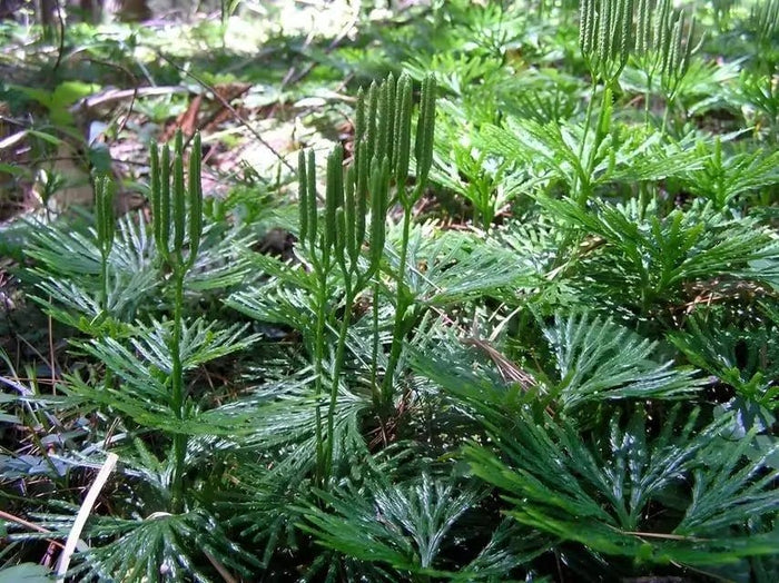 Vibrant green feathery fronds of Fan Clubmoss on forest floor