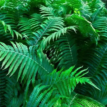 Lush green fern fronds in Fern Variety - 10 Plants pack