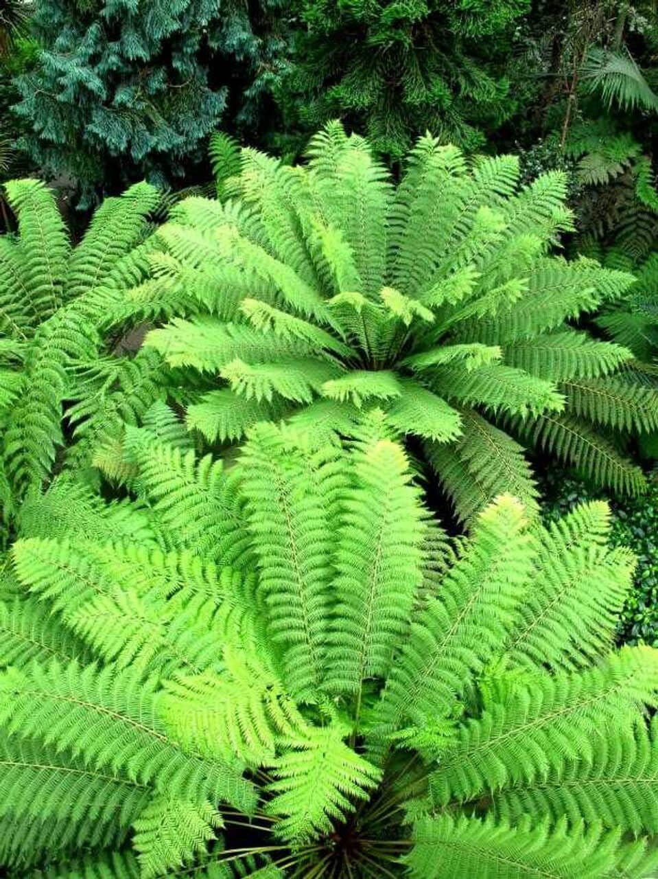 Vibrant green fern variety with feathery fronds, 25 plants