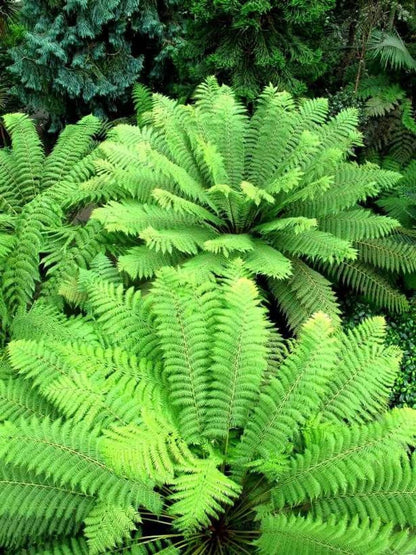 Vibrant green fern variety with feathery fronds, 25 plants