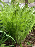 Lush fiddlehead fern with vibrant green fronds unfurling from slender stems