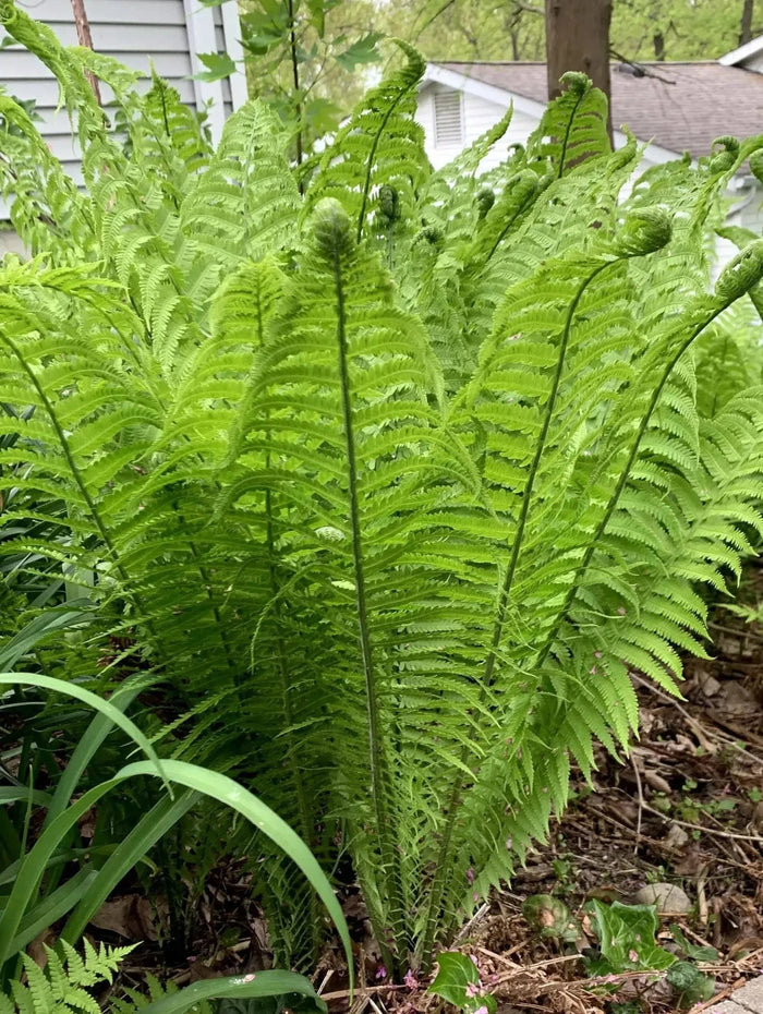 Lush fiddlehead fern with vibrant green fronds unfurling from slender stems