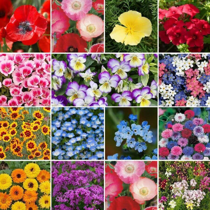 Flowering perennials 10 plants grid: red poppies, pansies, violas, marigolds