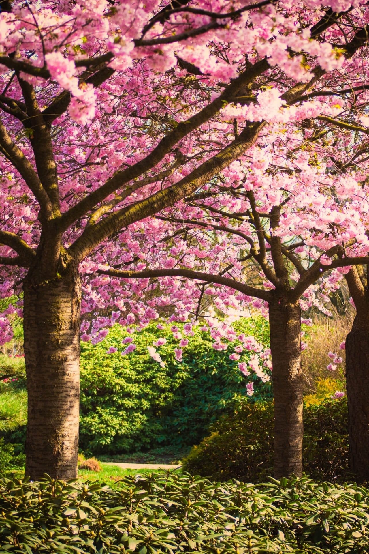 Blossoming cherry tree with pink flowers from Flowering Trees Package - 6 Trees