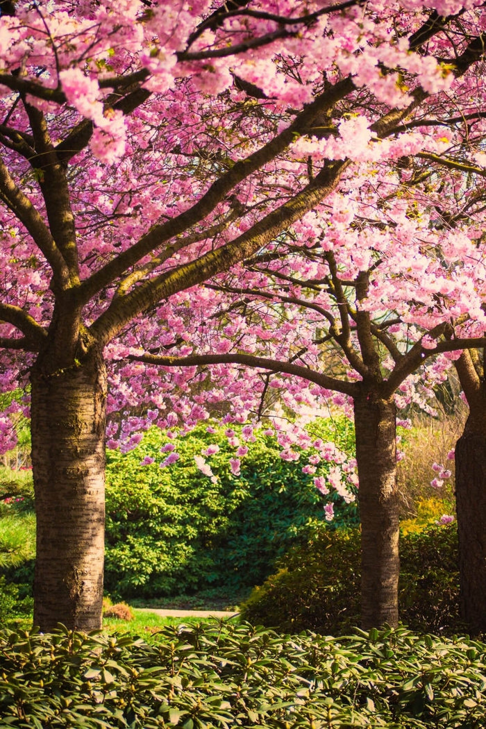 Blossoming cherry tree with pink flowers from Flowering Trees Package - 6 Trees