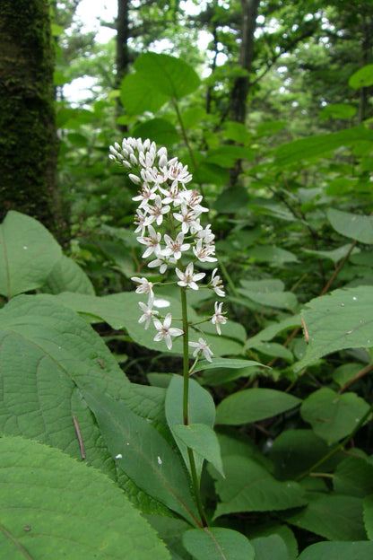 Foam Flower: delicate white cluster with pink centers on green stem in forest foliage
