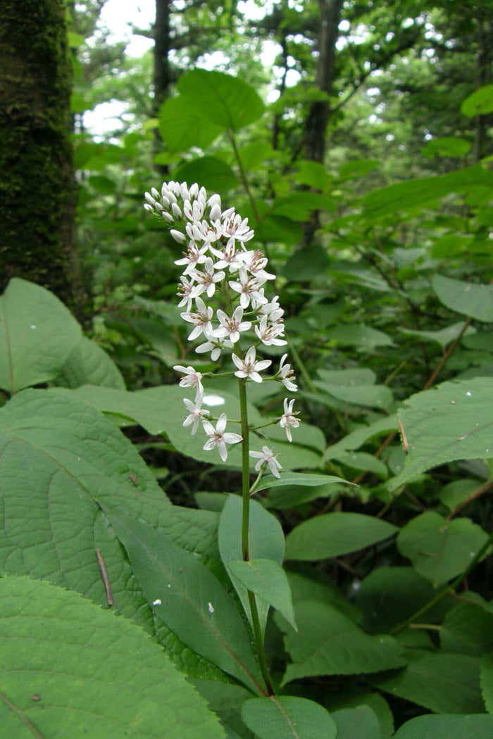 Foam Flower: delicate white cluster with pink centers on green stem in forest foliage