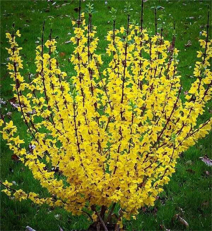 Vibrant yellow Forsythia bush with dense star-shaped flower clusters on dark branches