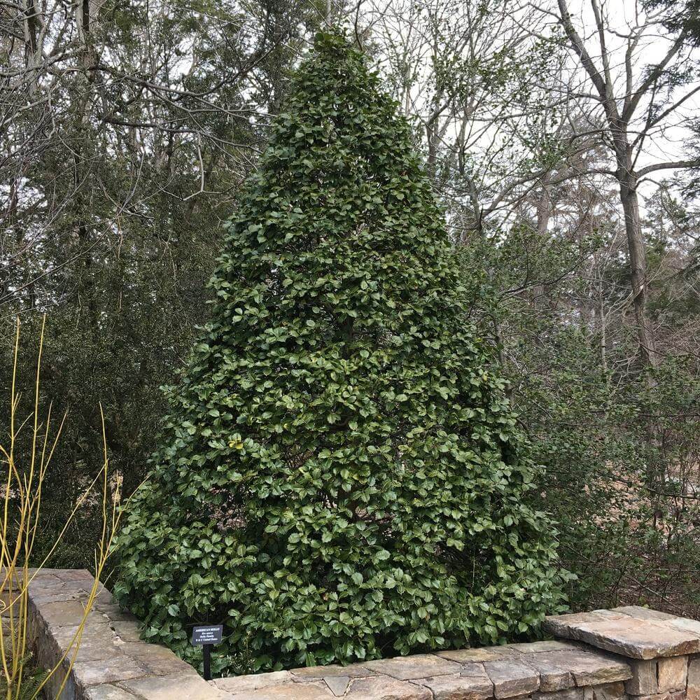 Foster Holly dense conical evergreen shrub with lush dark green foliage