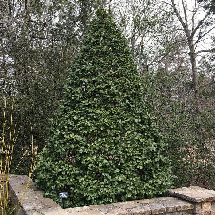 Foster Holly dense conical evergreen shrub with lush dark green foliage