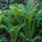 Giant Ostrich Fern with lush green, feathery fronds in woodland style