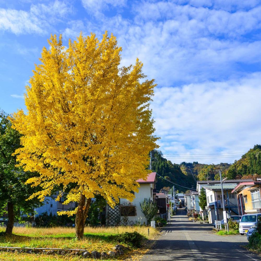 Ginkgo Trees For Sale | BOGO Free – Garden Plants Nursery